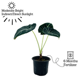 Alocasia Black Velvet- Live Plant (Home & Garden)