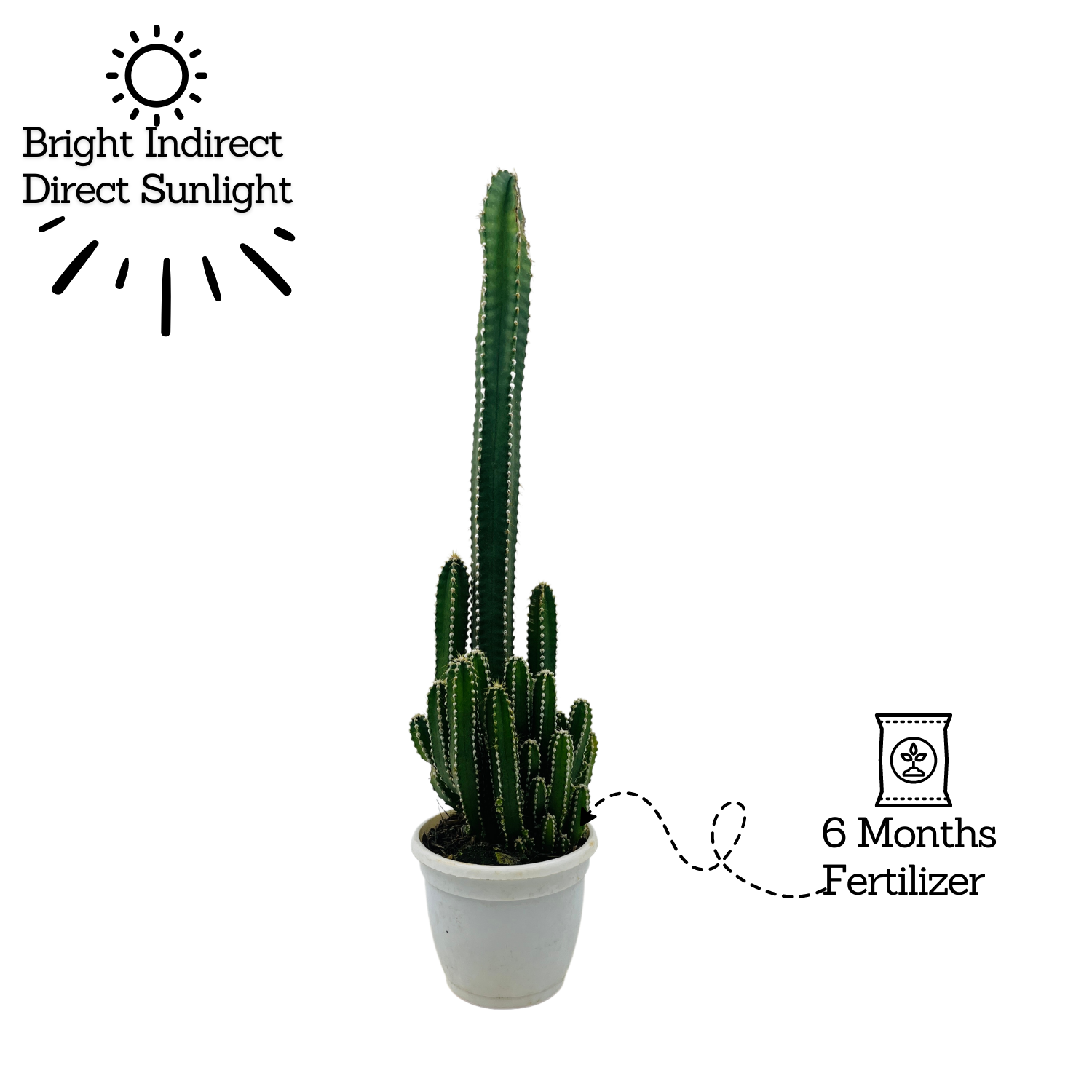 Cereus Peruvians "Florida" / Long Cactus - Live Cactus Plant In Pot (Home & Garden)