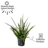 Big Sansevieria Mikado (Moto- Snake Plant Var.)- Live Plant For Indoor (Home & Garden)