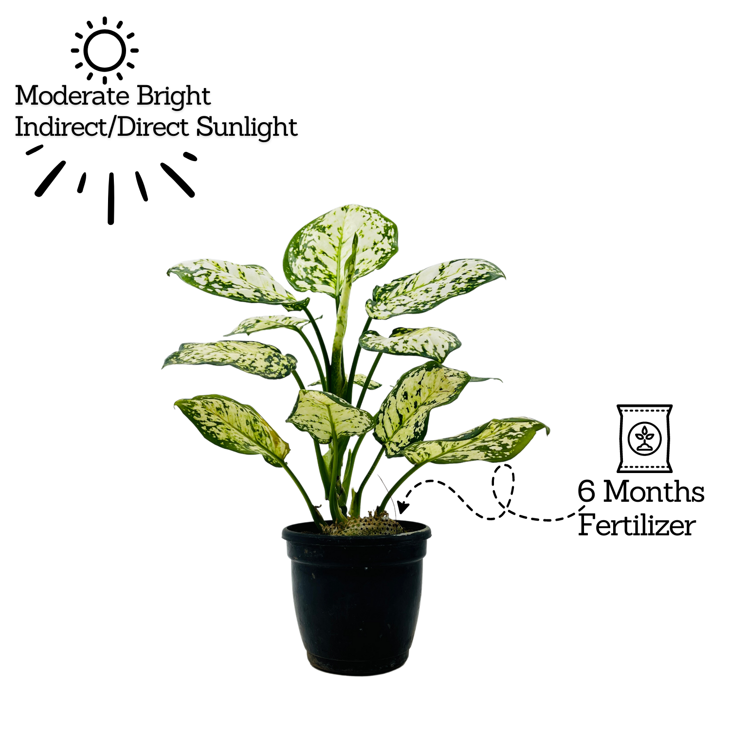Aglaonema Super White - Live Plant  (Home & Garden)