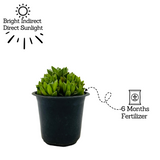 Haworthia Cymbiformis (Big) Plant- Live Succulent Plant (Home & Garden)