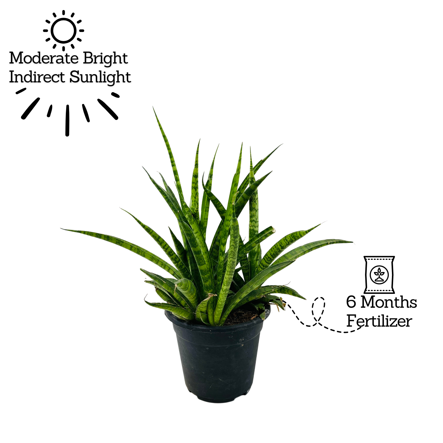 Sansevieria Sansiam Moto - Live Plant For Indoor (Home & Garden)