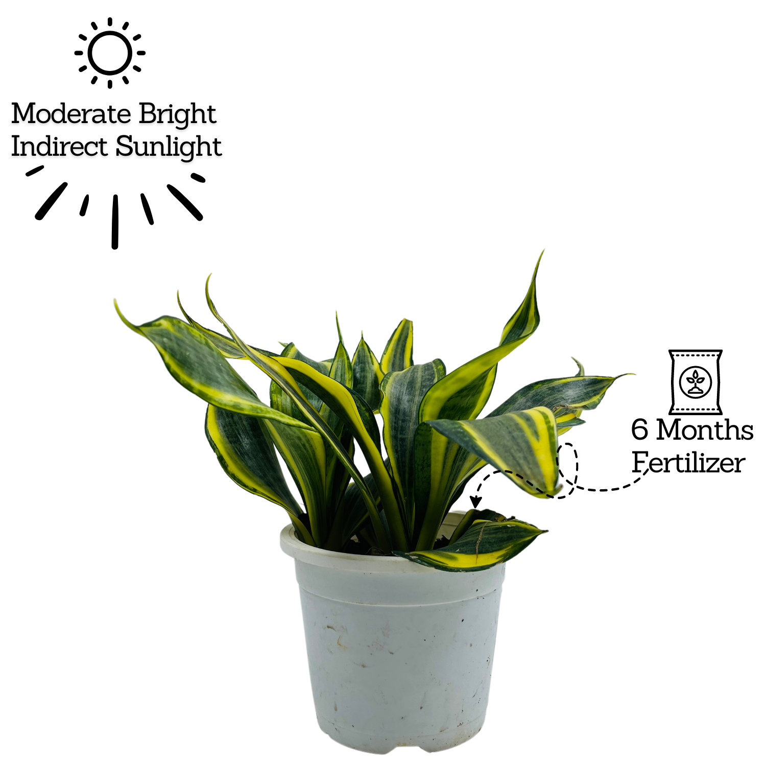 Sansevieria Crooked / Snake Plant (Dracaena trifasciata)- Live Plant in pot  (Home & Garden)