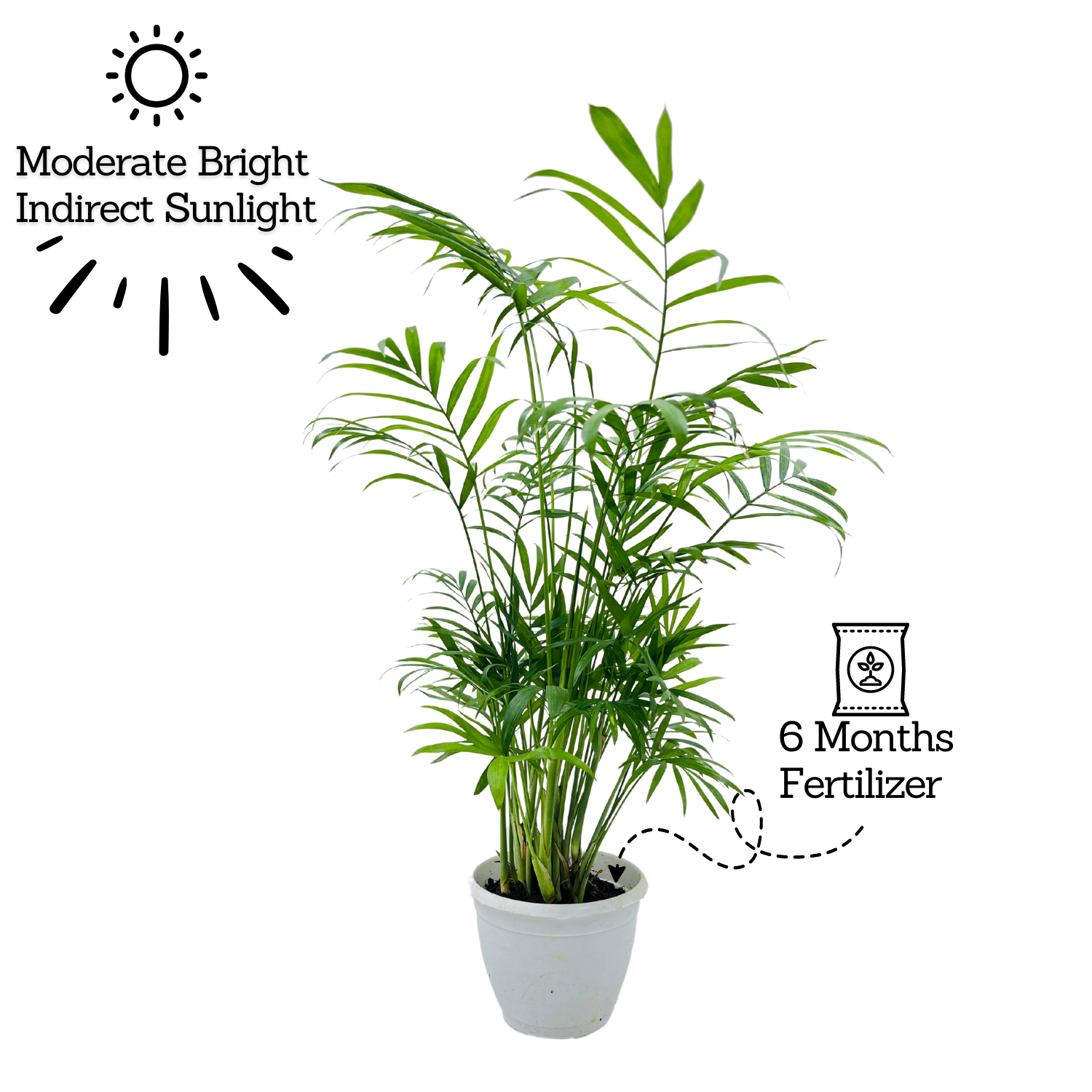 Parlour Palm | Bamboo palm | Chamaedorea Palm (Chamaedorea seifrizii) - Live Plant For Indoor (Home & Garden)