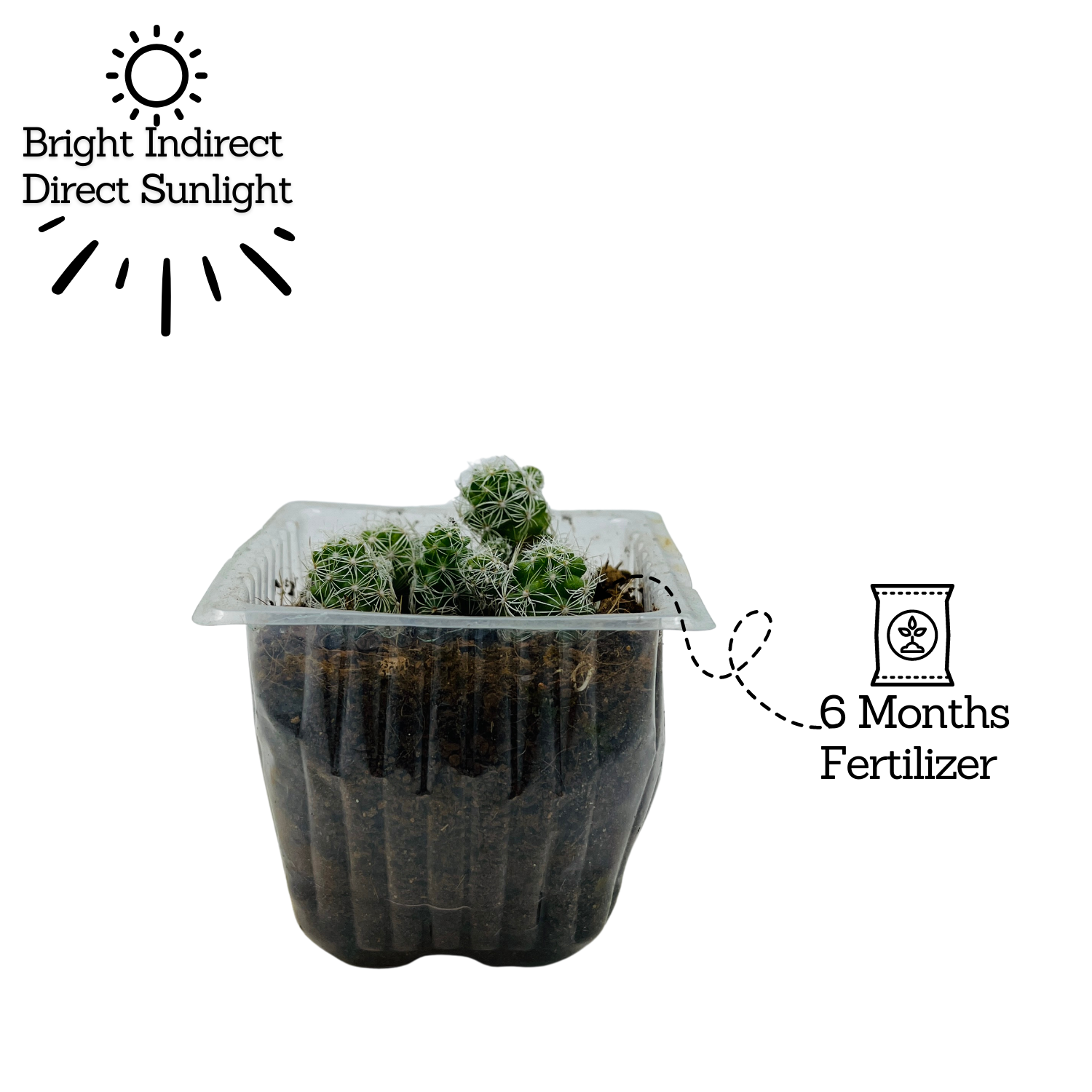 Thimble Cactus | Mammillaria Gracilis - Live Plant (Home & Garden)