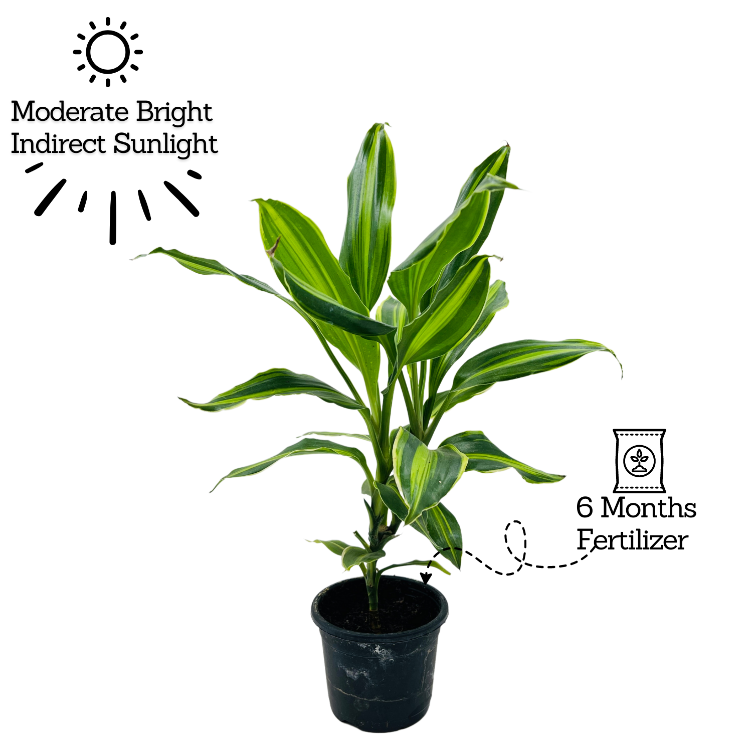Dracena Darasingh Miniature (Dracaena massangena) - Live Plant (Home & Garden)
