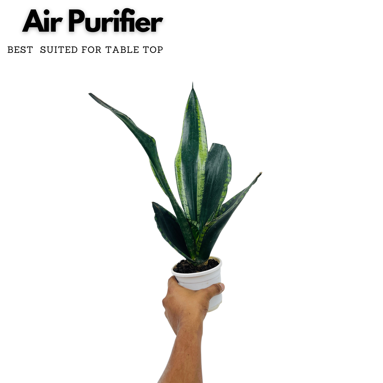 Sansevieria Trifasciata Whitney / Snake Plant (Sansevieria trifasciata)- Live Plant  (Home & Garden)