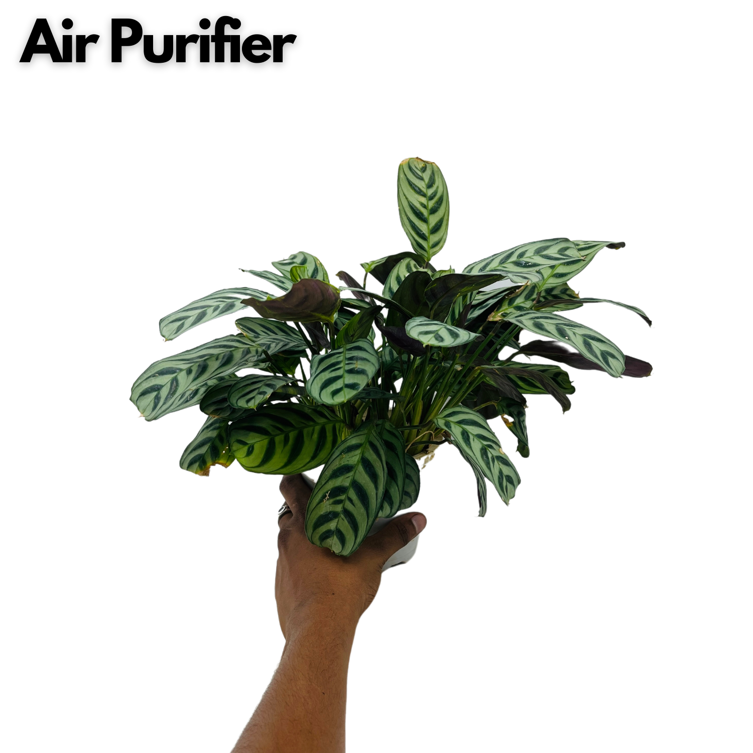 Calathea Burle Marxii - Live Plant (Home & Graden)