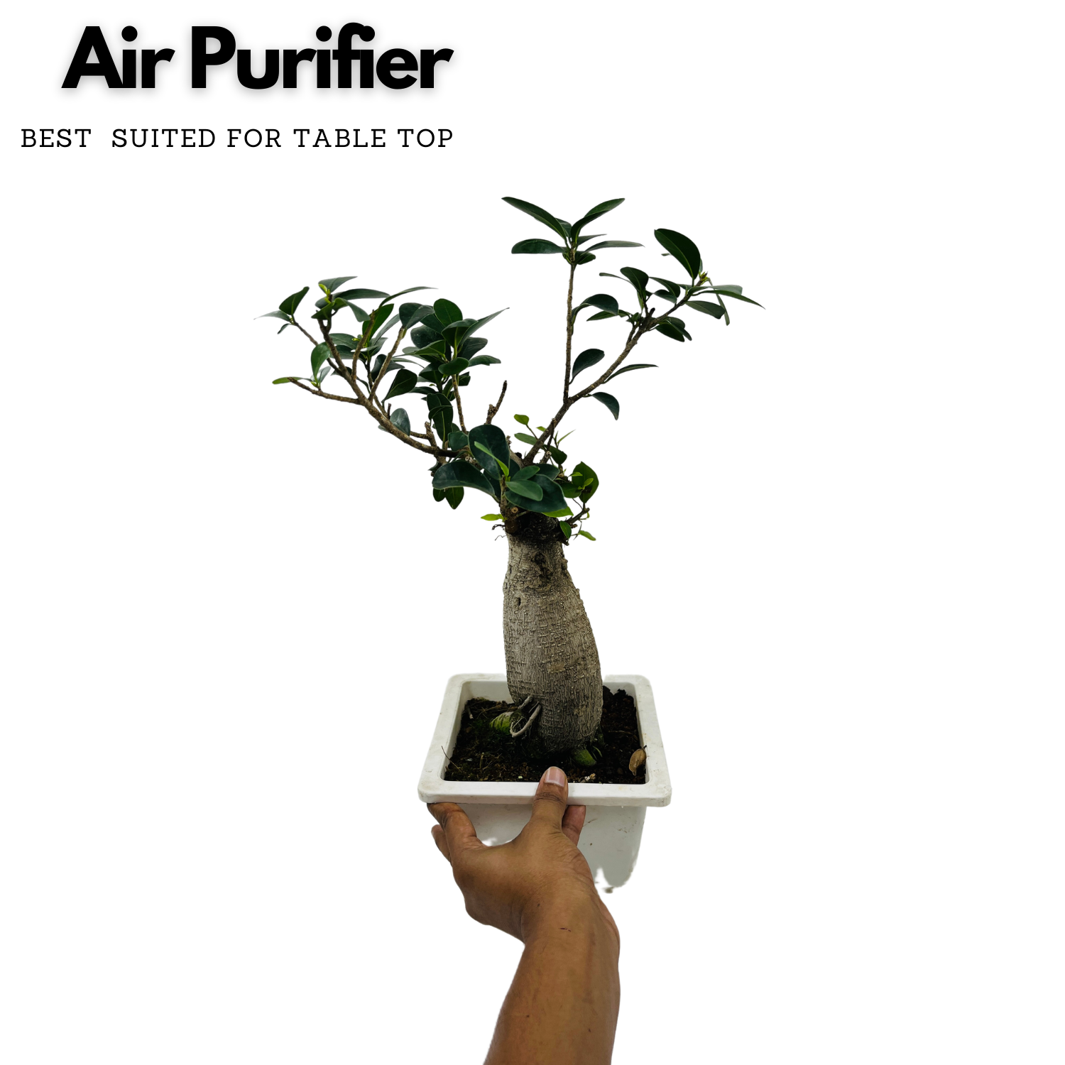 Bonsai Ficus (Grafted - Ficus retusa)- Live Plant in 17cm Pot (Home & Graden)