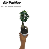 Bonsai Ficus (Grafted - Ficus retusa)- Live Plant in 10cm Pot (Home & Graden)