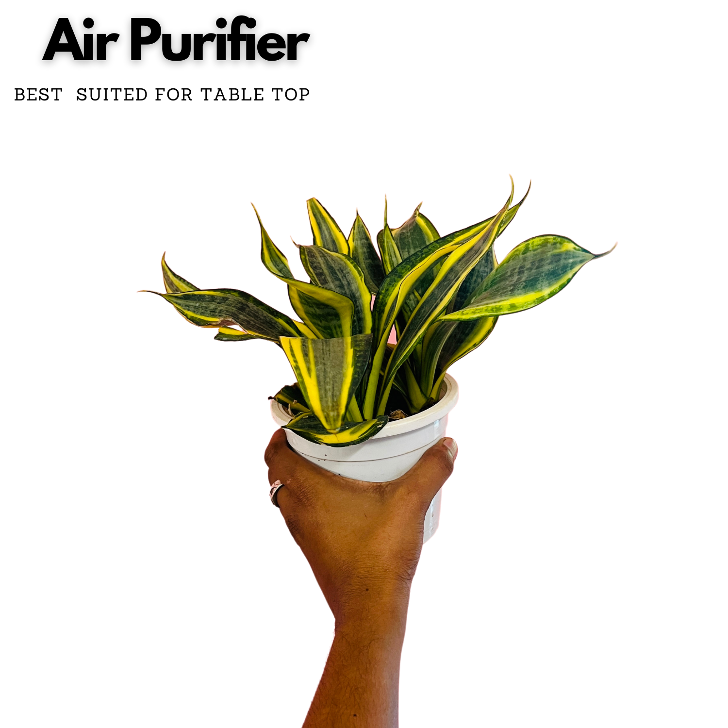 Sansevieria Crooked / Snake Plant (Dracaena trifasciata)- Live Plant in pot  (Home & Garden)