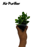 Crassula Ovata | Jade Plant (Opuntia microdasys)- Live Plant (Home & Garden)