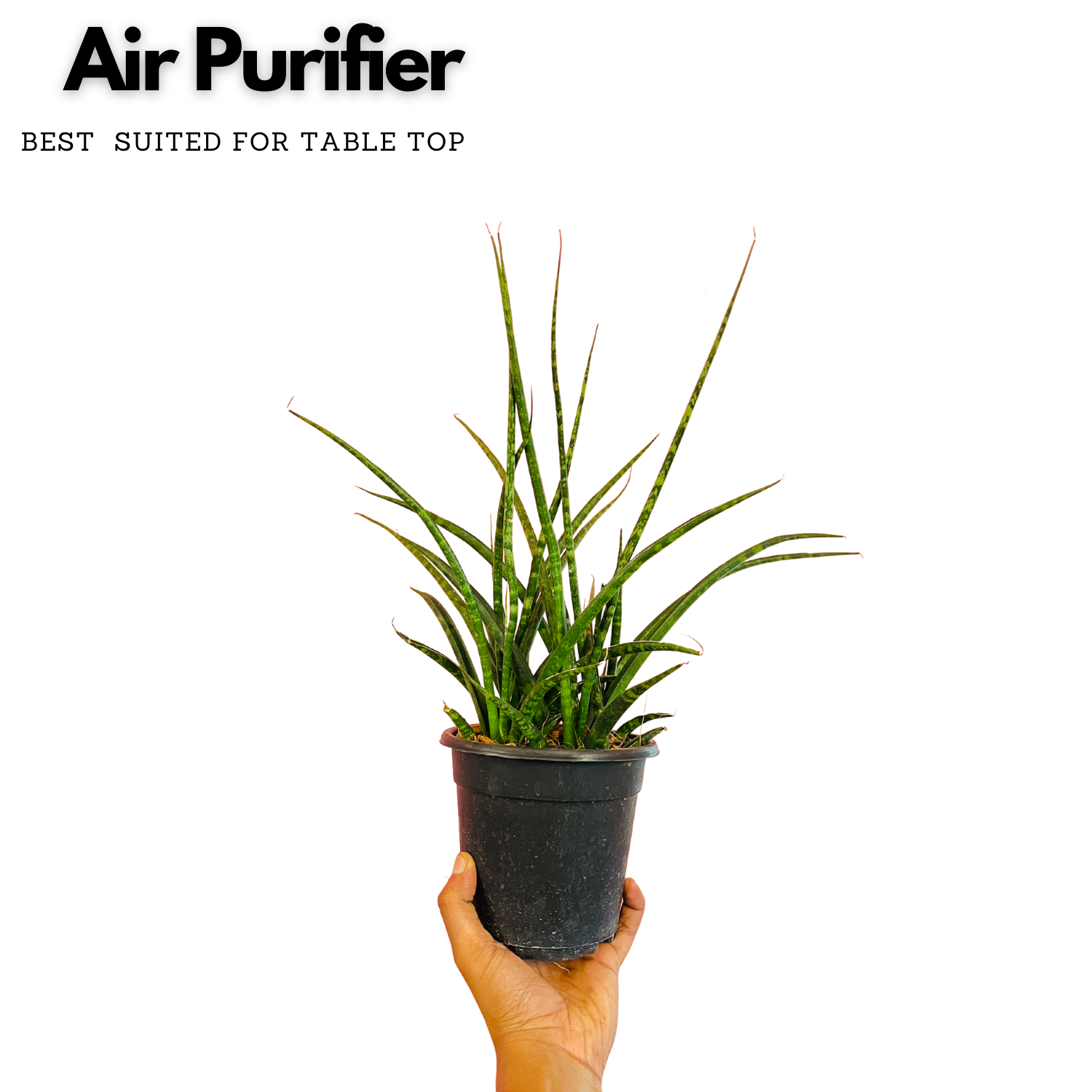 Mikado - Medium Size (Sansevieria bacularis) - Live Snake Plant For Indoor (Home & Garden)