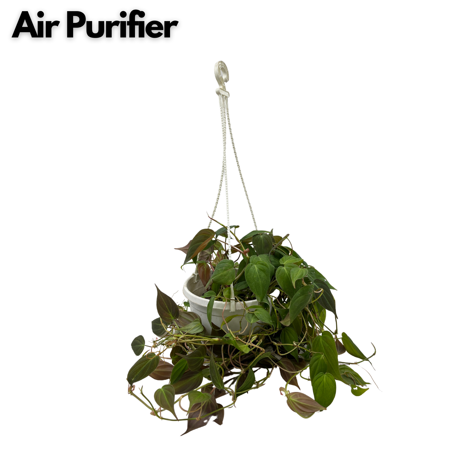 Philodendron Micans Oxycardium Plant With Hanging Pot