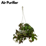 Philodendron Micans Oxycardium Plant With Hanging Pot