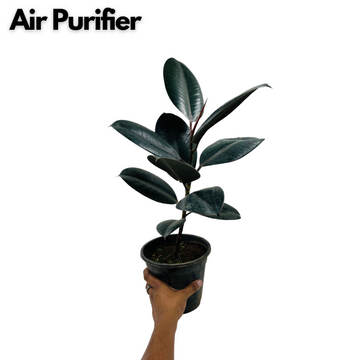 rubber tree burgundy and black prince Rubber Tree, Rubber Plant, Ficus elastica (Black Prince, Burgundy)- Li – Hug A Plant