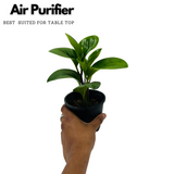 Peperomia Green / Baby Rubber  (Peperomia obtusifolia) - Live Plant For Indoor (Home & Garden)