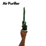 Cereus Peruvians "Florida" / Long Cactus - Live Cactus Plant In Pot (Home & Garden)