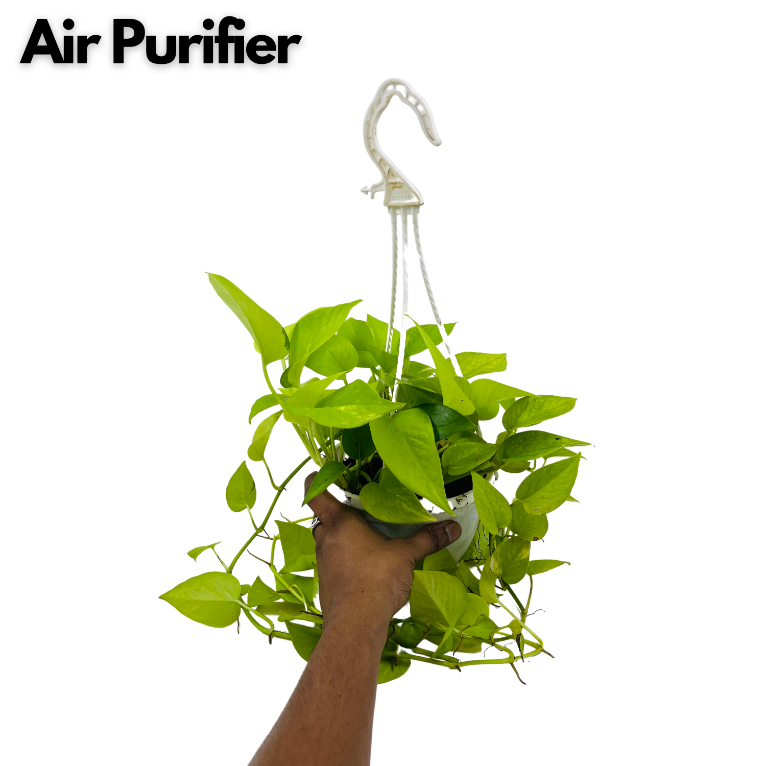 Golden Money Plant Hanging With Pot