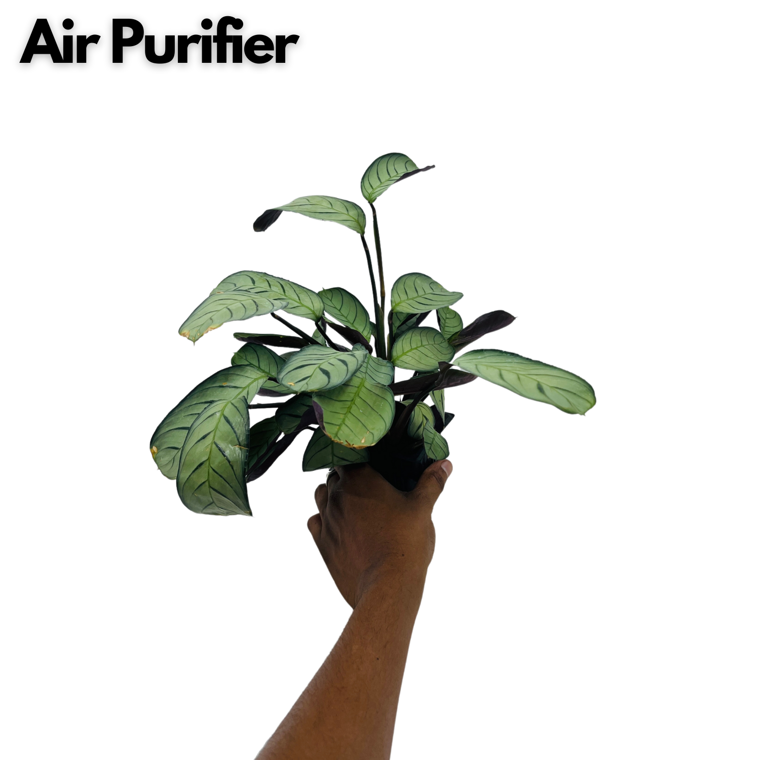 Calathea Amagris- Live Plant (Home & Graden)
