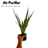 Sansevieria Silver Princess / Snake Plant (Sansevieria trifasciata)- Live Plant  (Home & Garden)