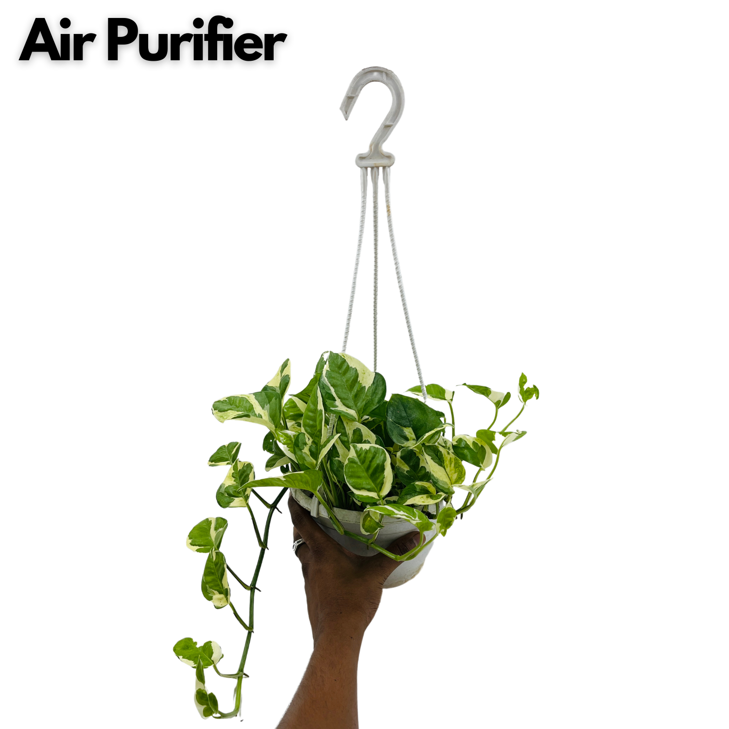 Money plant Scindapsus N' joy Pothos Hanging With Pot