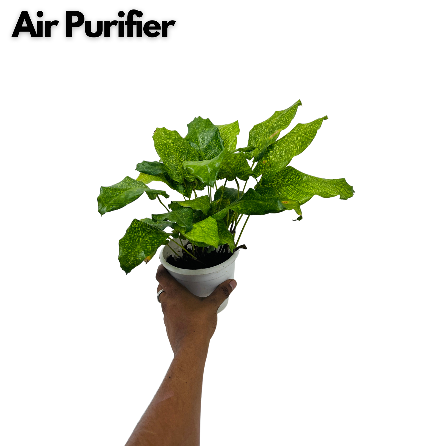 Calathea Musaica- Live Plant (Home & Graden)