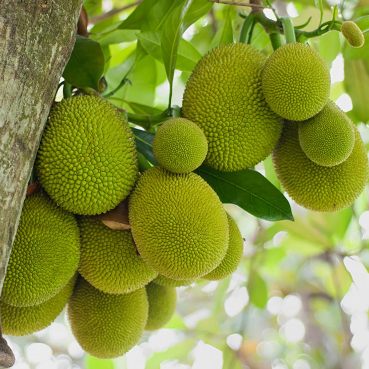 Gumless Jackfruit (Artocarpus heterophyllus) Fruit Live Plant (Home & Garden)
