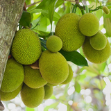 Gumless Jackfruit (Artocarpus heterophyllus) Fruit Live Plant (Home & Garden)