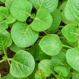 Panikoorka / Indian borage / Indian mint / Mexican mint / Mexican oregano / Spanish thyme (Coleus Aromaticus) Medicinal Live Plant (Home & Garden)