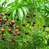 Rudraksha Plant (Elaeocarpus ganitrus) Flowering/Ornamental Live Plant (Home & Garden)