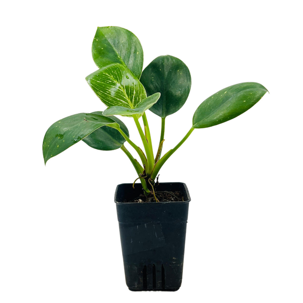 Philodendron Birkin / White Wave - Live Plant in 8.5cm Pot (Home & Graden)