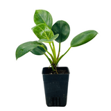 Philodendron Birkin / White Wave - Live Plant in 8.5cm Pot (Home & Graden)