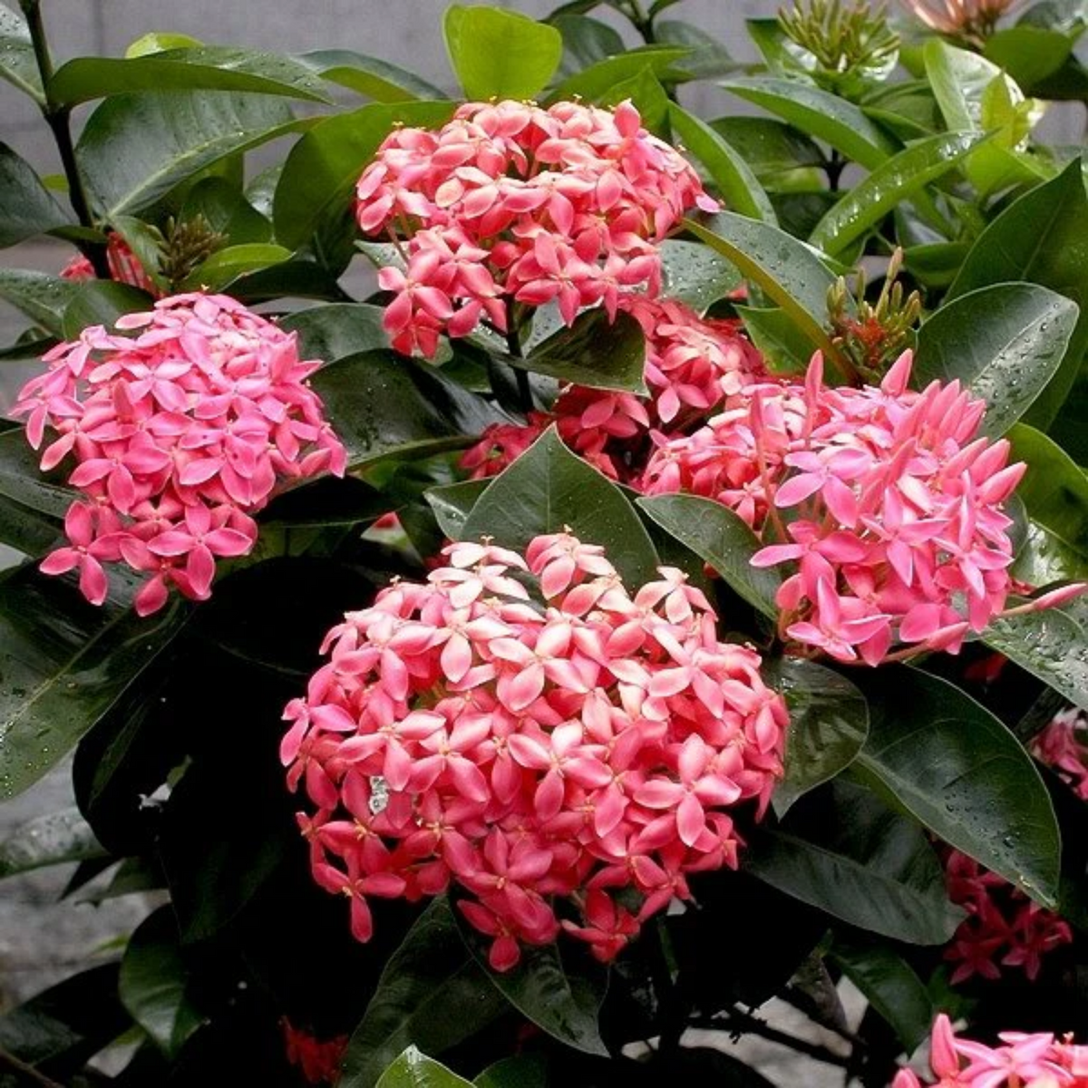 Pink Ixora / Pink Chethi (Ixora coccinea) Flowering/Ornamental Live Plant (Home & Garden)