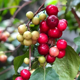 Luvikka / Lovlolika  Loovy / Indian Coffee Plum (Flacourtia jangomas) Fruit/Ornamental Live Plant (Home & Garden)