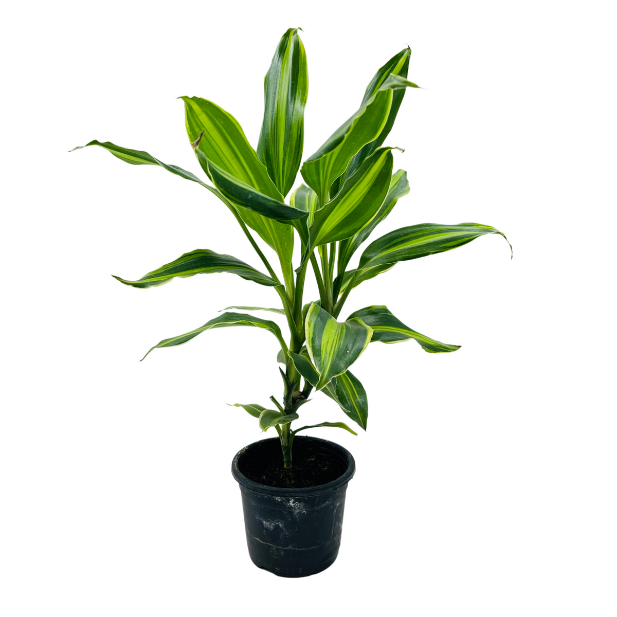 Dracena Darasingh Miniature (Dracaena massangena) - Live Plant (Home & Garden)