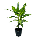Dracena Darasingh Miniature (Dracaena massangena) - Live Plant (Home & Garden)