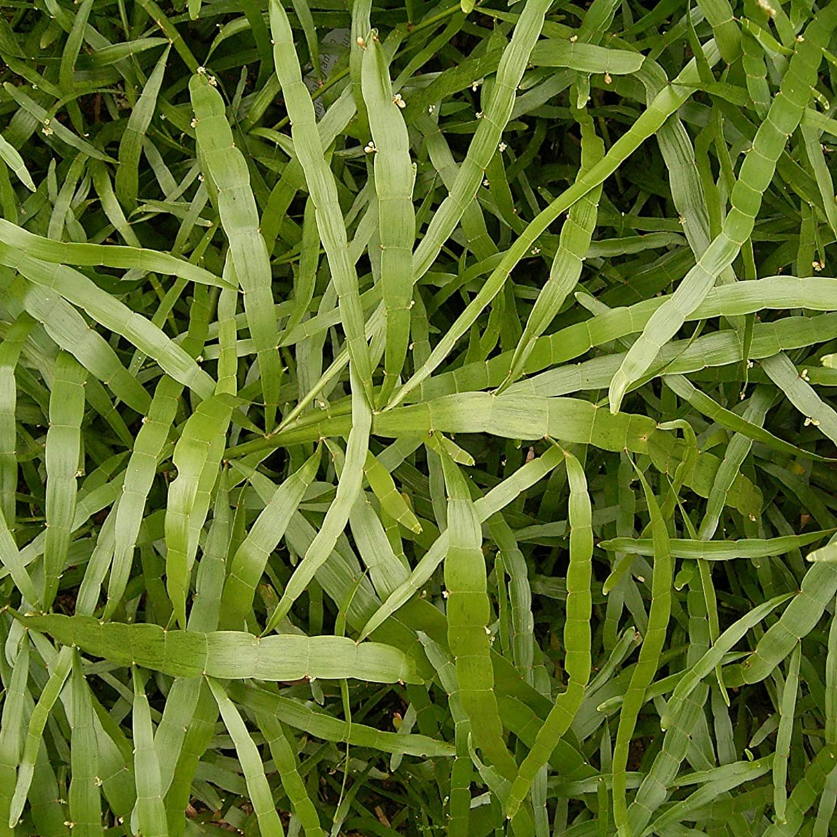 Pazhuthara Kolli | Centipede Plant | Ribbon Bush ( Homalocladium platycladum ) Ornamental/Medicinal/ Live Plant (Home & Garden)