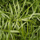 Pazhuthara Kolli | Centipede Plant | Ribbon Bush ( Homalocladium platycladum ) Ornamental/Medicinal/ Live Plant (Home & Garden)