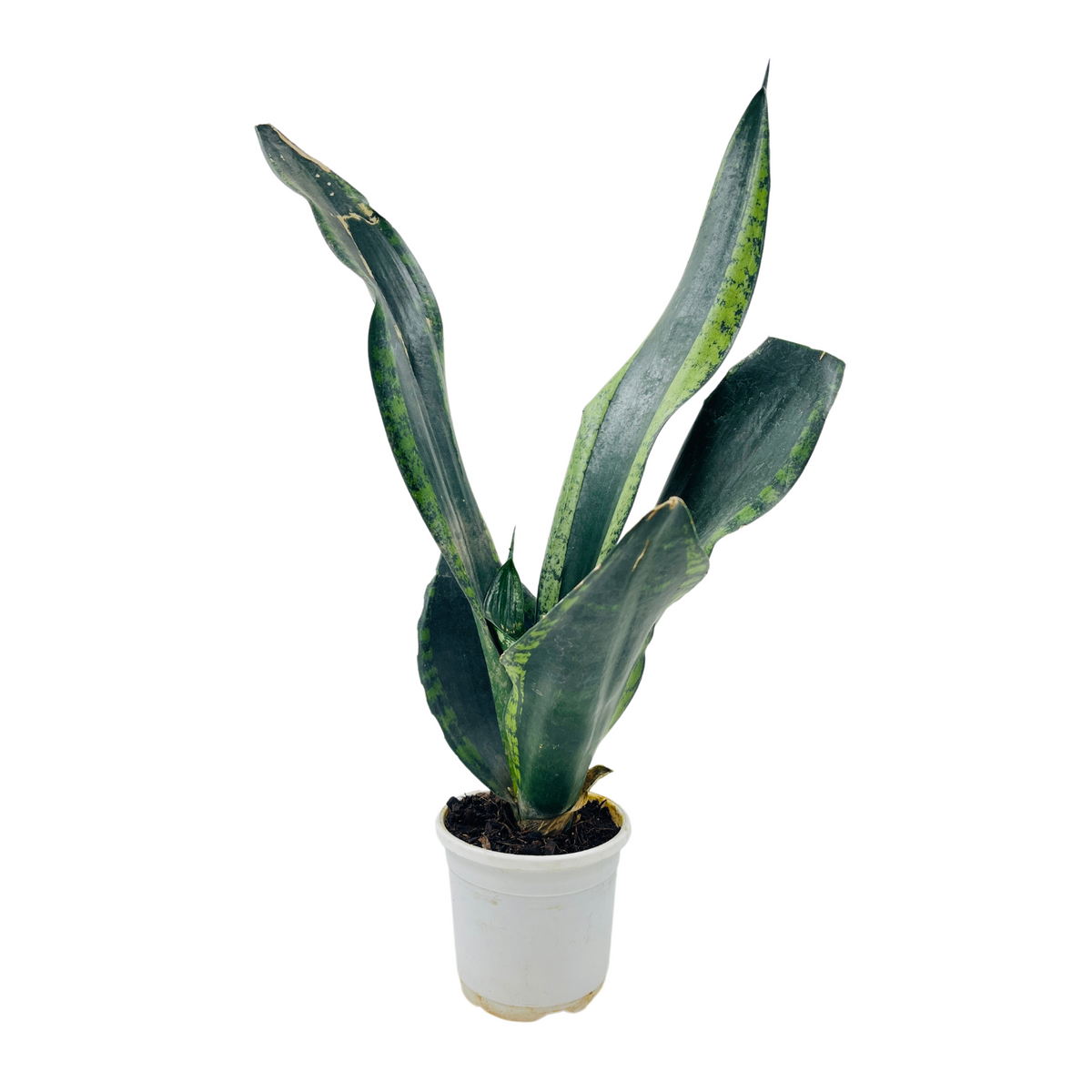 Sansevieria Trifasciata Whitney / Snake Plant (Sansevieria trifasciata)- Live Plant  (Home & Garden)