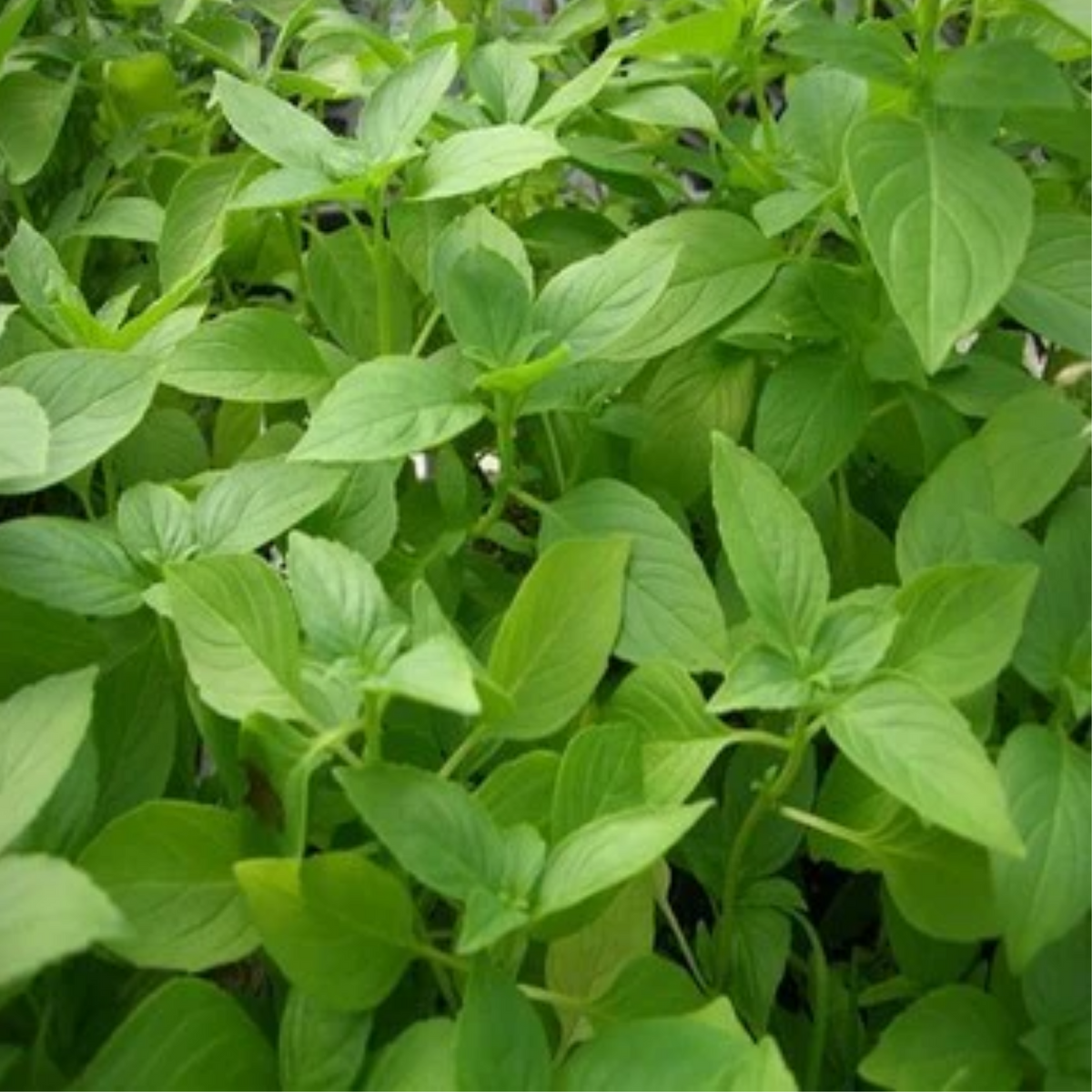 Vicks Tulsi Plant ( Ocimum tenuiflorum ) Ornamental/Medicinal Live Plant (Home & Garden)