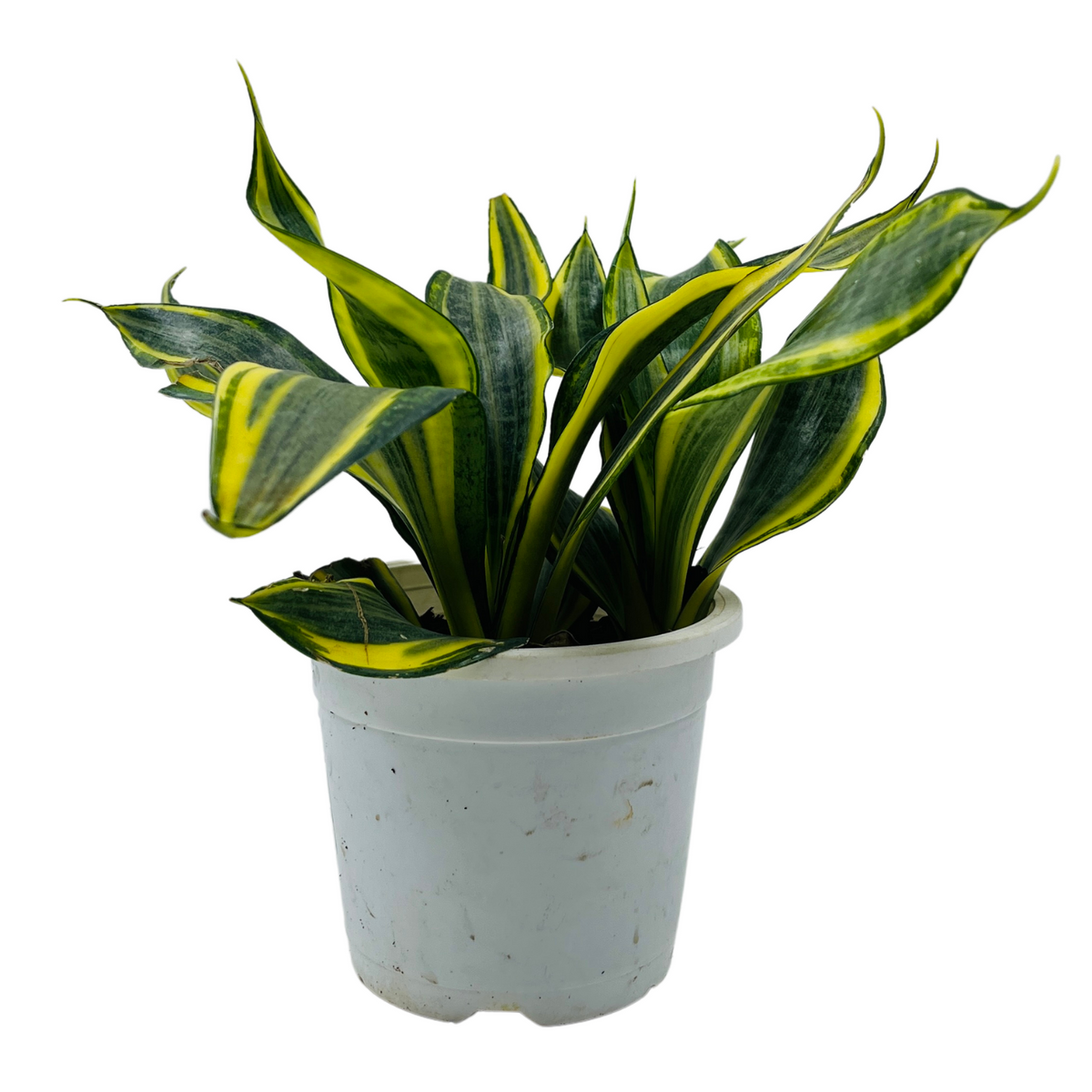 Sansevieria Crooked / Snake Plant (Dracaena trifasciata)- Live Plant in pot  (Home & Garden)