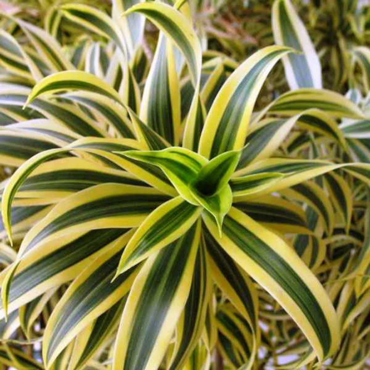 Song Of India / Pleomele (Dracaena reflexa) Flowering/Ornamental Live Plant (Home & Garden)