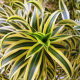 Song Of India / Pleomele (Dracaena reflexa) Flowering/Ornamental Live Plant (Home & Garden)