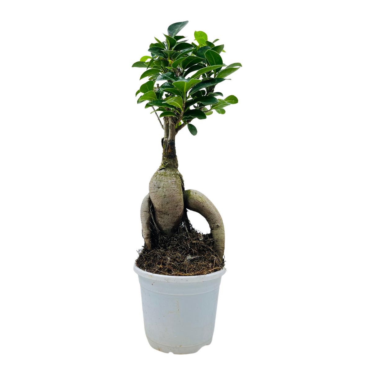 Bonsai Ficus (Grafted - Ficus retusa)- Live Plant in 10cm Pot (Home & Graden)