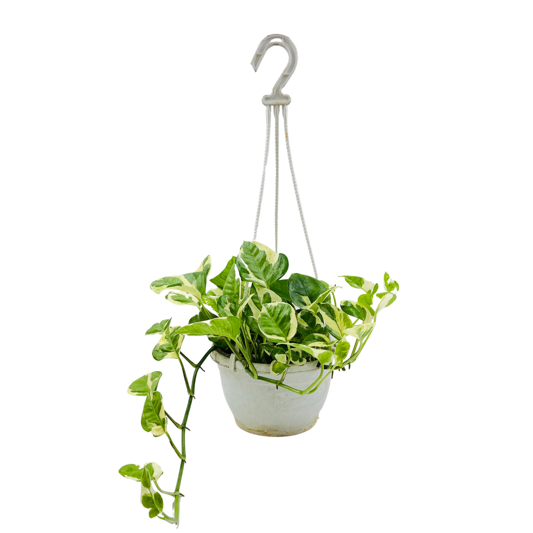 Money plant Scindapsus N' joy Pothos Hanging With Pot – Hug A Plant