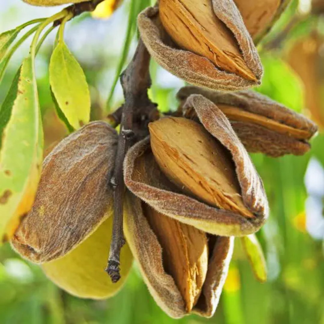 Almond / Badam Fruit Plant (Prunus dulcis) Fruit Plant (Home & Garden) –  Hug A Plant