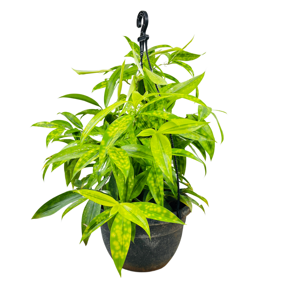 dracaena golden milky plant Dracaena Golden Milky / Milky Bamboo Hanging Plant With Pot – Hug A Plant