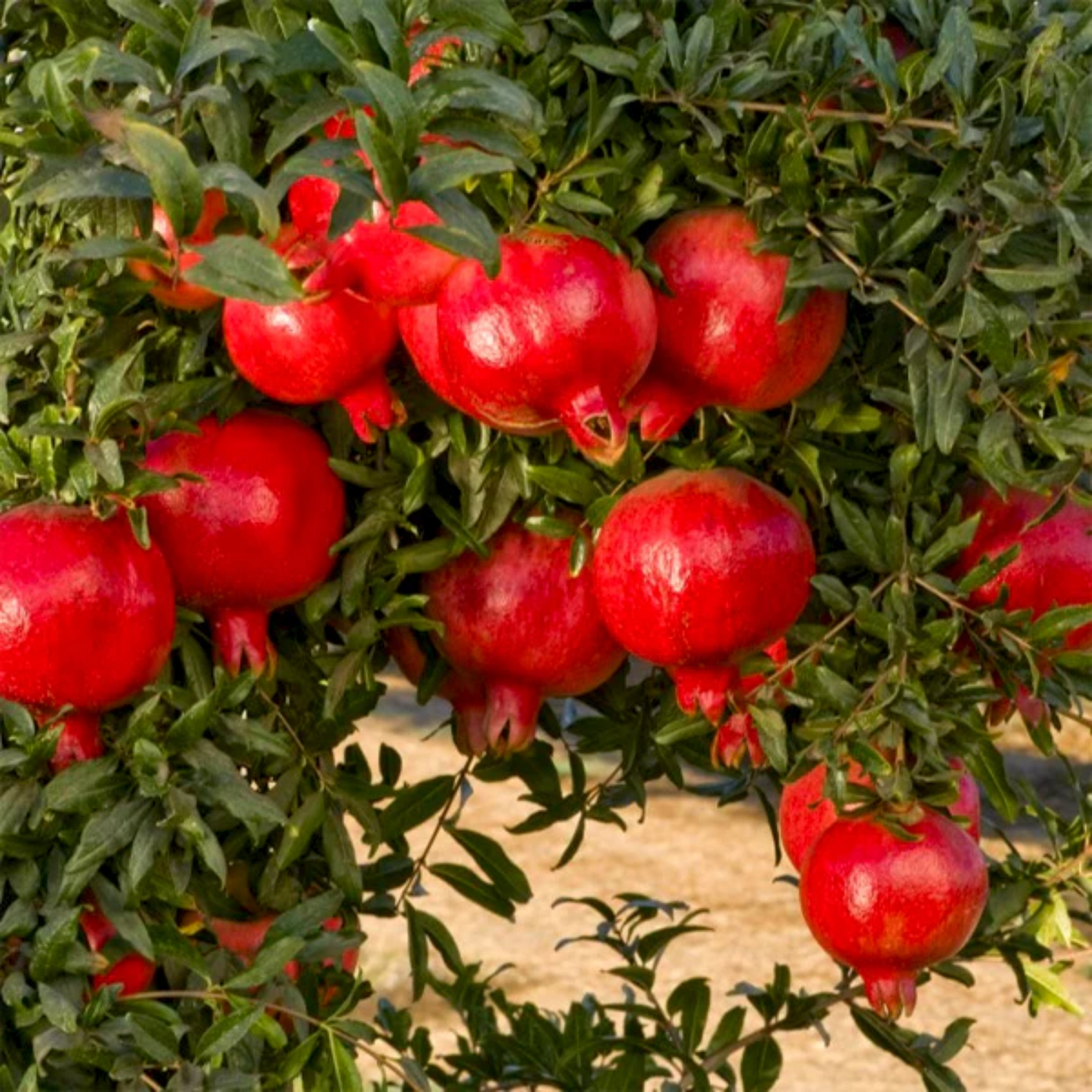 Pomegranate / Mathalam (Layered) (Punica granatum) Fruit Live Plant (Home & Garden)