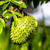 Sweet Mullatha / Soursop ( Annona muricata ) Fruit Live Plant (Home & Garden)